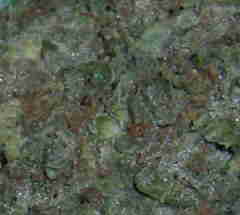 California Marijuana