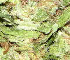 Hawaii Skunk Marijuana