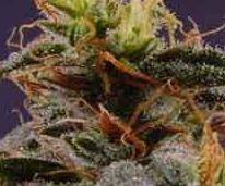 New York Marijuana Strains