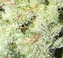 Hindu Kush Marijuana
