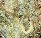 Godbud