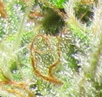 Ganeshas Dream Marijuana