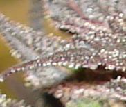 Blueberry Azura Marijuana