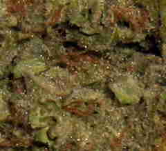 Haze Marijuana