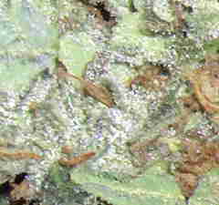 Durban Poison Marijuana
