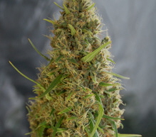 Light of Jah Marijuana