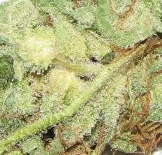 Crystal Marijuana