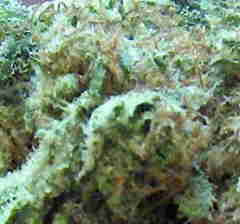 Ganja Dwarf Marijuana
