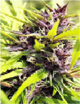  PURPLE POWER