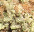 Champagne Marijuana