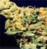 Hawaii Skunk