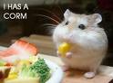 hamster