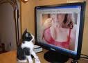 cat watch