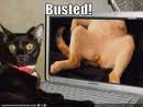busted