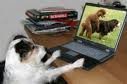 dog belajar