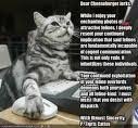 cat on internet