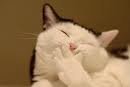 cat smile
