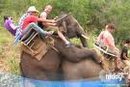 elephant g kuat