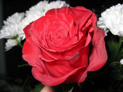 Flower 14