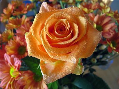 Flower 1