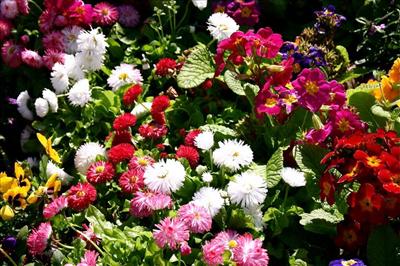 Flower 7