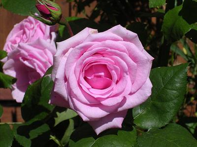 Flower 2