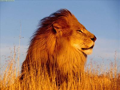 LA SUERTE DE UN FELINO  TE ACOMPÀÑARA