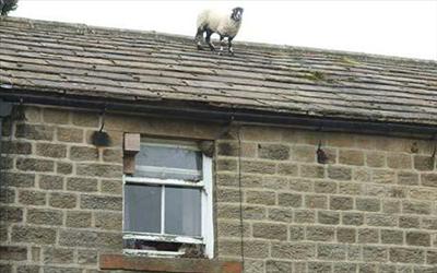 Sheep Roofers