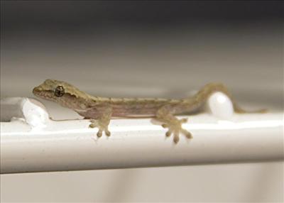 Gecko