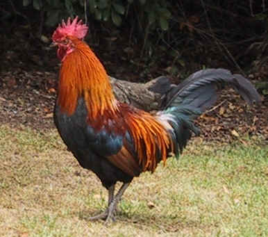 Kauai Rooster