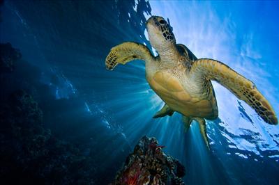 Sea Turtle (Honu)