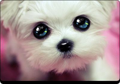 Puppy Dog Eyez