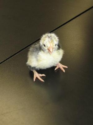 Ranger Chicks