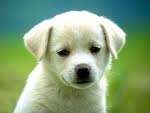 Köpek