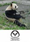 Panda with mini gun