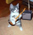 Rocking kitty!!