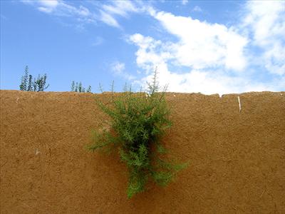 دیوار گلی