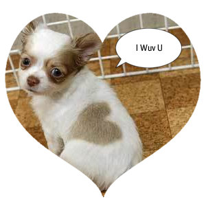 I Wuv You