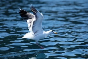 seagull