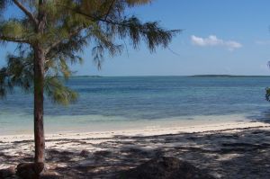 andros