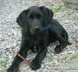 Labrador