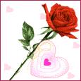 red rose