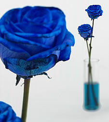 blu rose