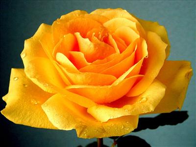 yello rose