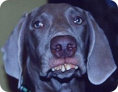 Redneck Dog