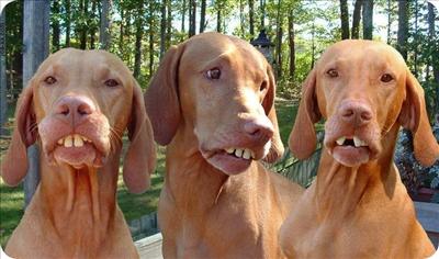 Redneck Dogs