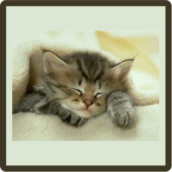 Kitten