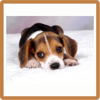 Puppy