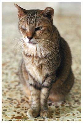 One-Eye