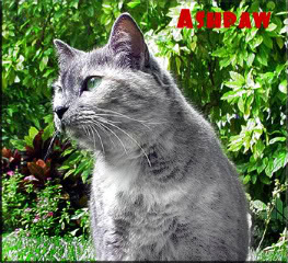 Ashpaw